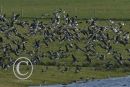 Flock of Barnacle Geese in flight.